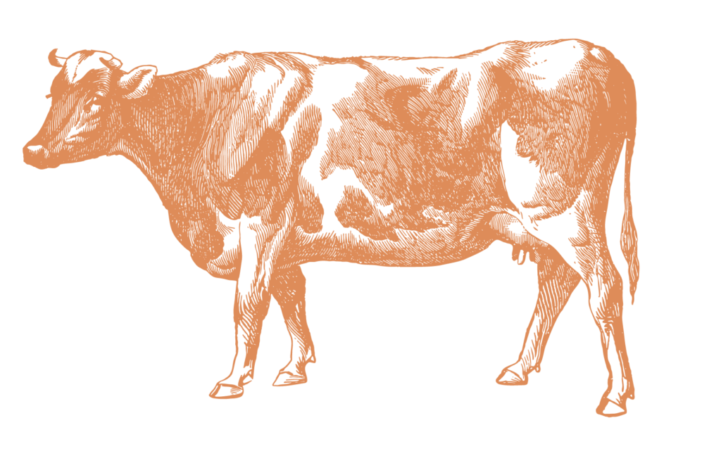 Icon vache orange