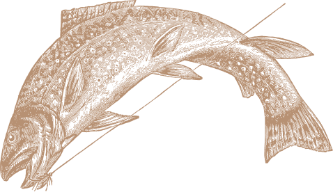 Illustration poisson marron clair