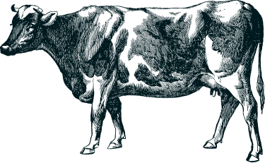 Illustration vache foncée