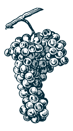 Illustration raisin bleu