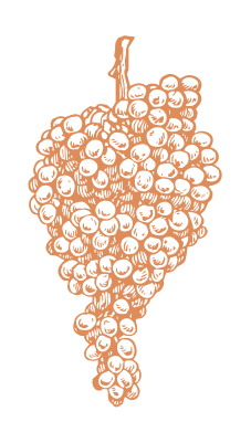 Illustration raisin orange