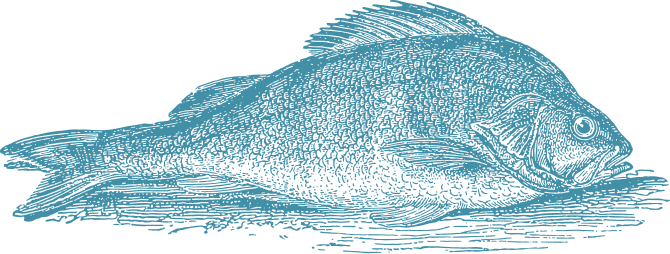 Illustration poisson bleu 2