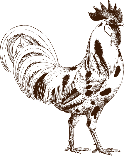 Illustration coq marron