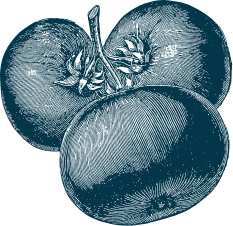 Illustration tomates bleues