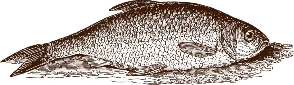 Illustration poisson marron