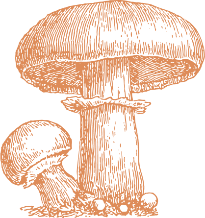 Illustration champignons orange