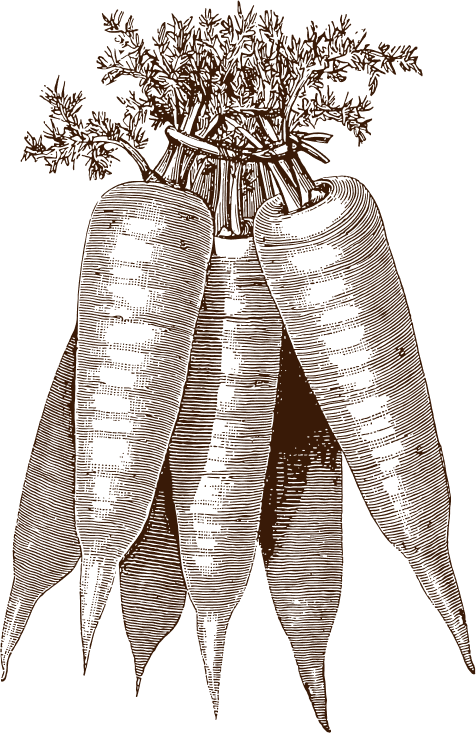 Illustration carottes